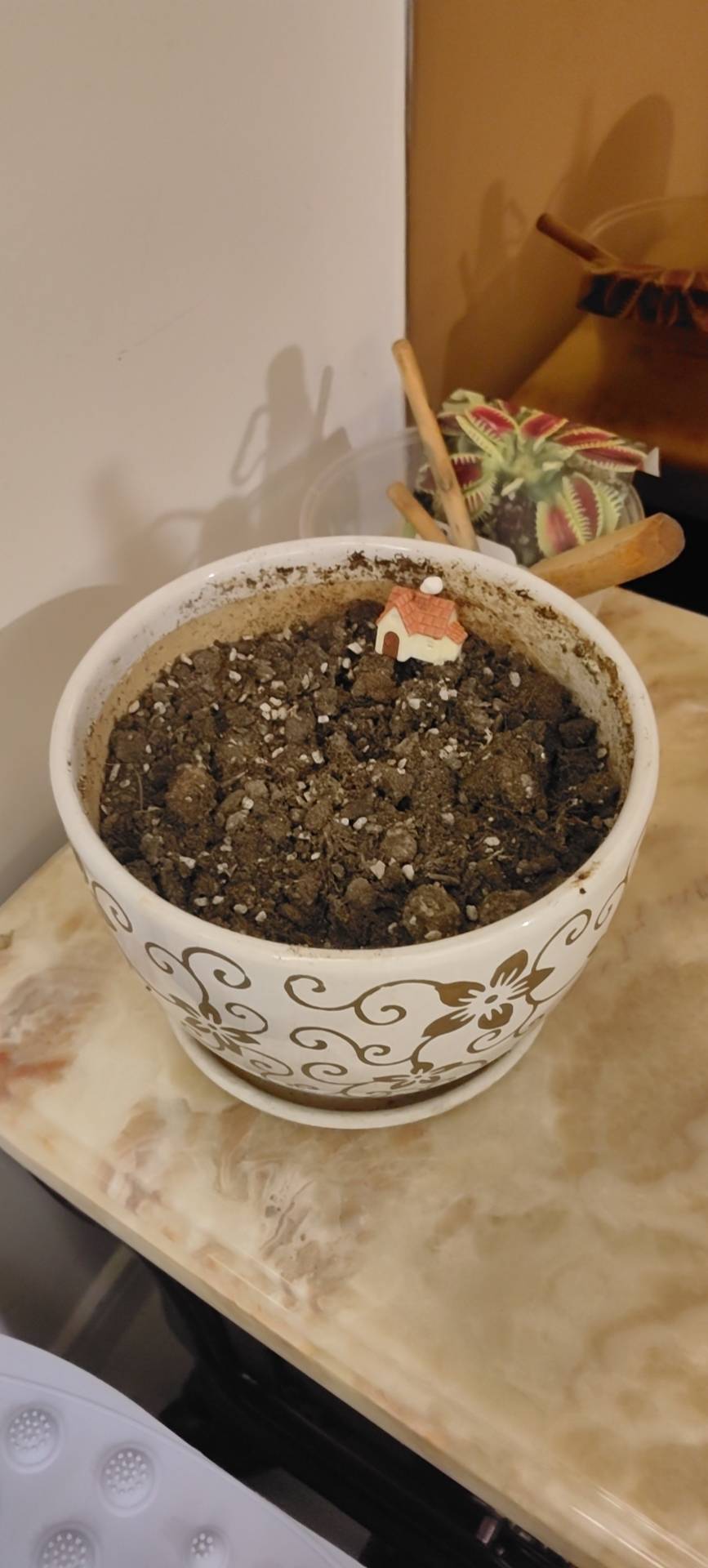 找养花养鱼搭子