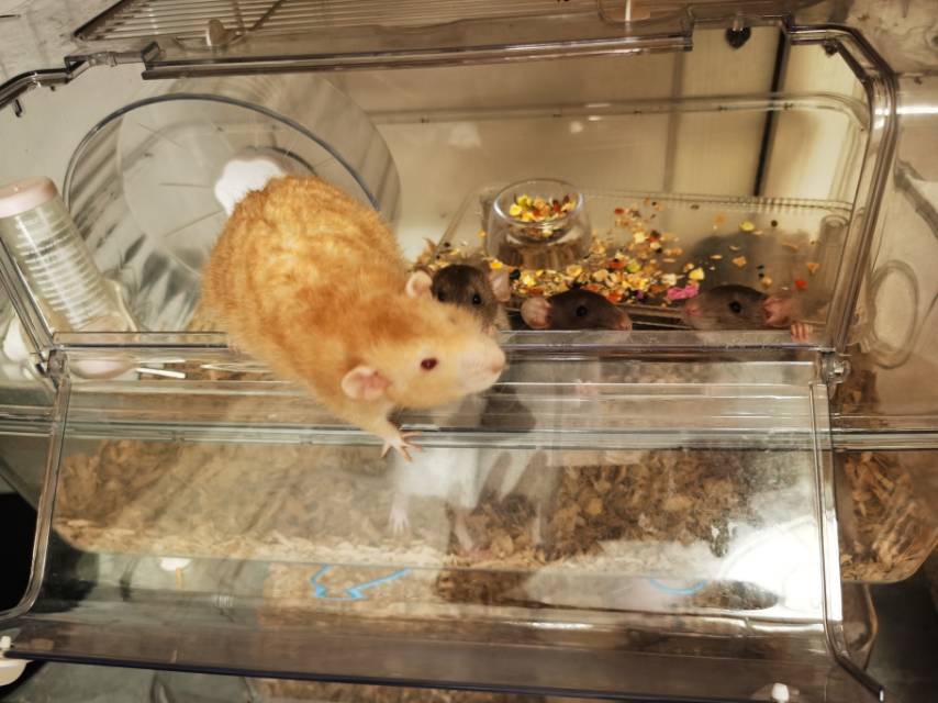 找品茶搭子