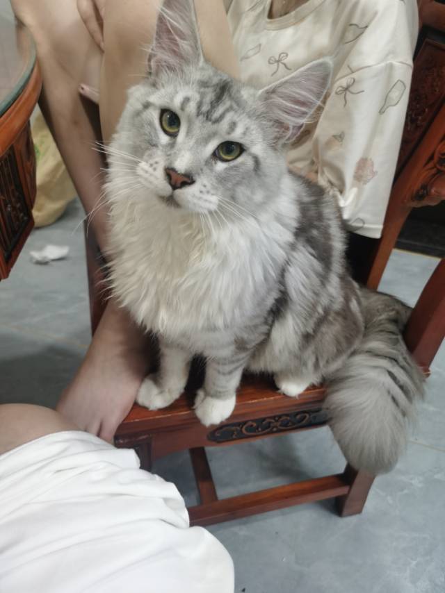找品茶搭子
