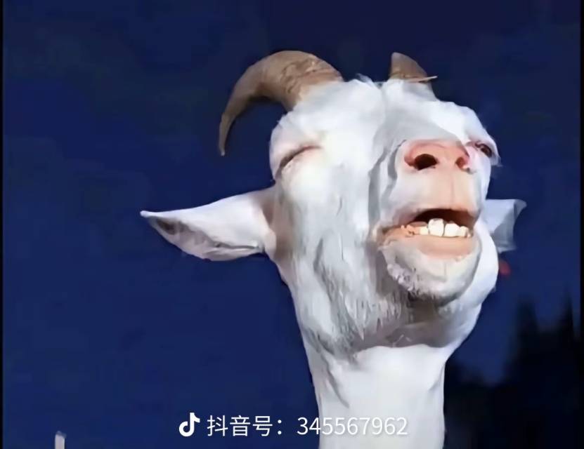 找学习搭子