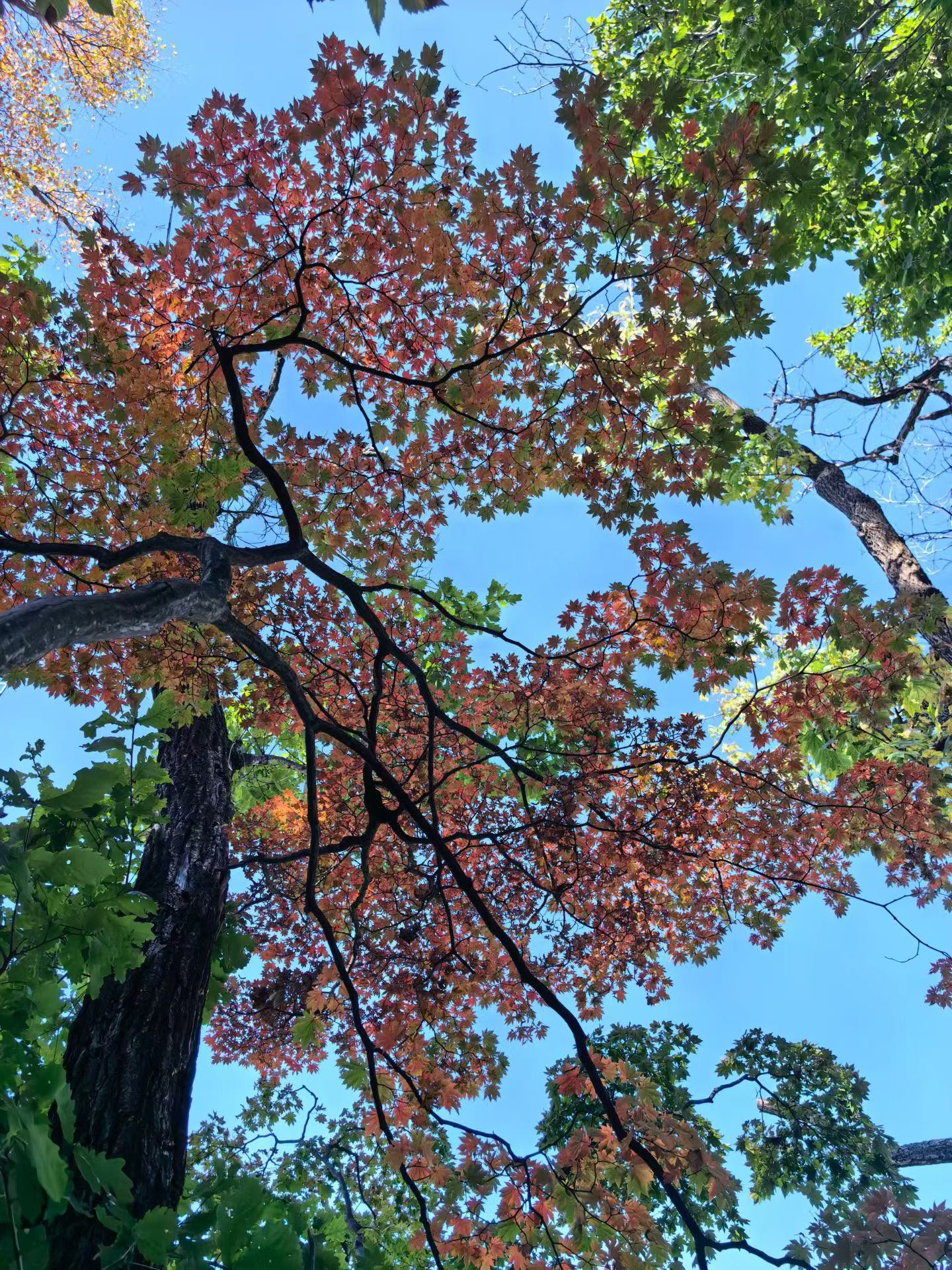 找旅行搭子