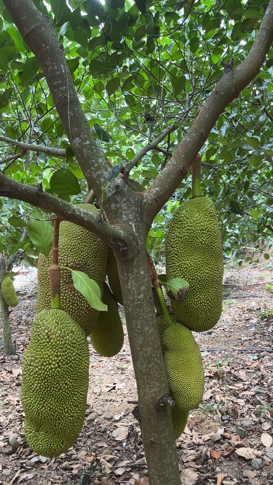 找旅游搭子