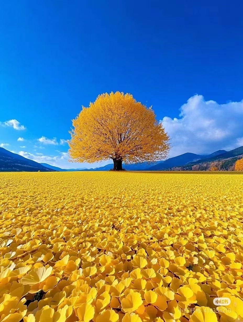 找游山玩水搭子