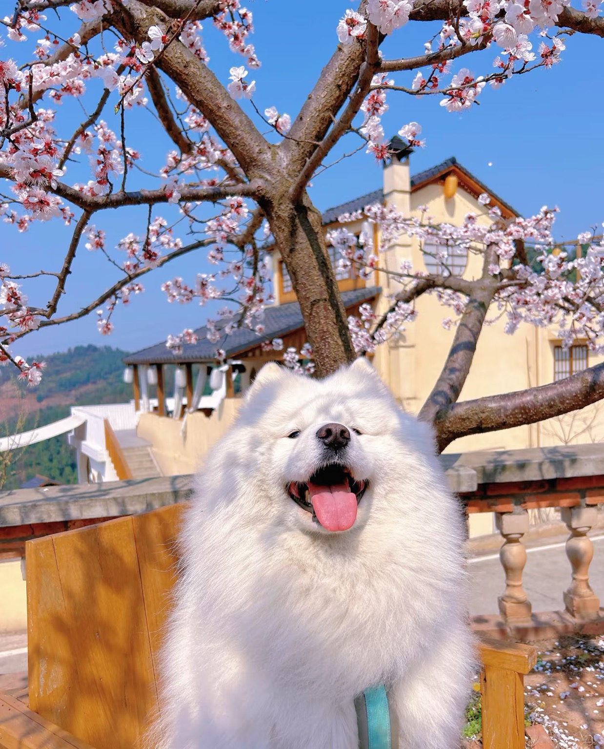 找学习搭子