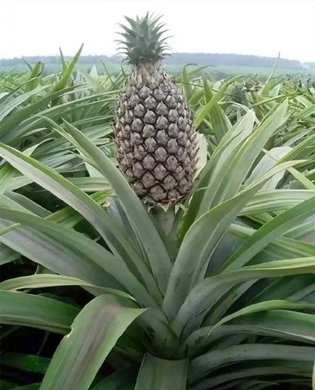 找玩牌搭子