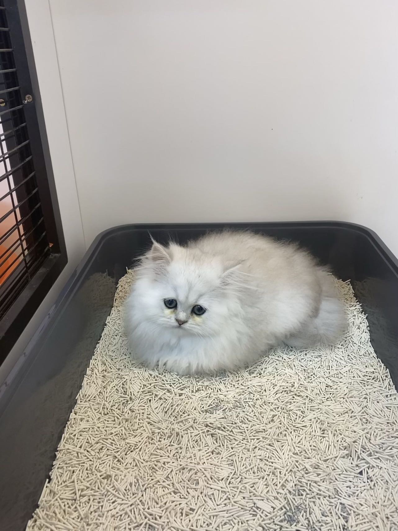 找逛街搭子