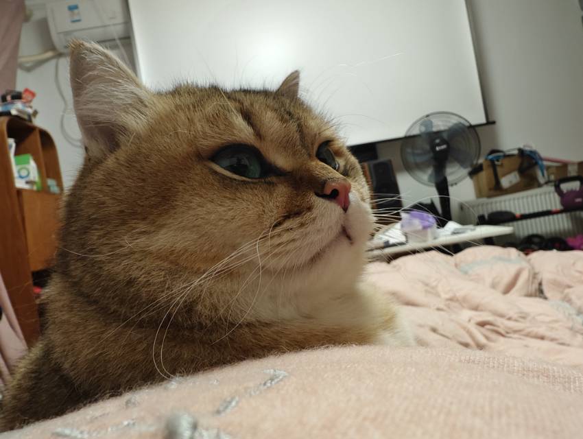 找搭子