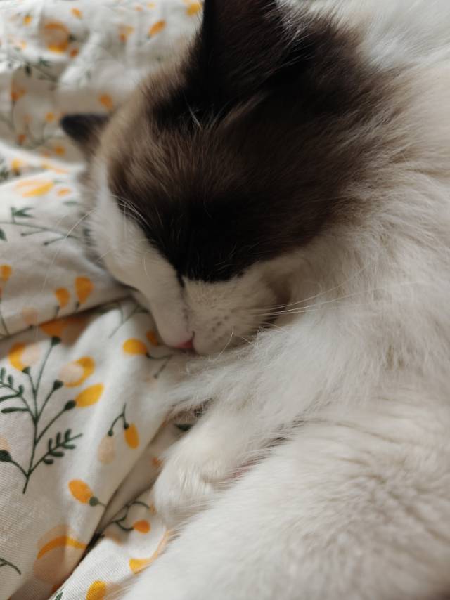 找搭子