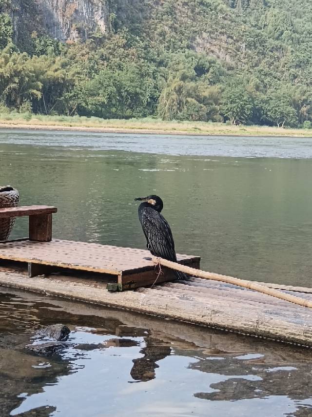 找搭子
