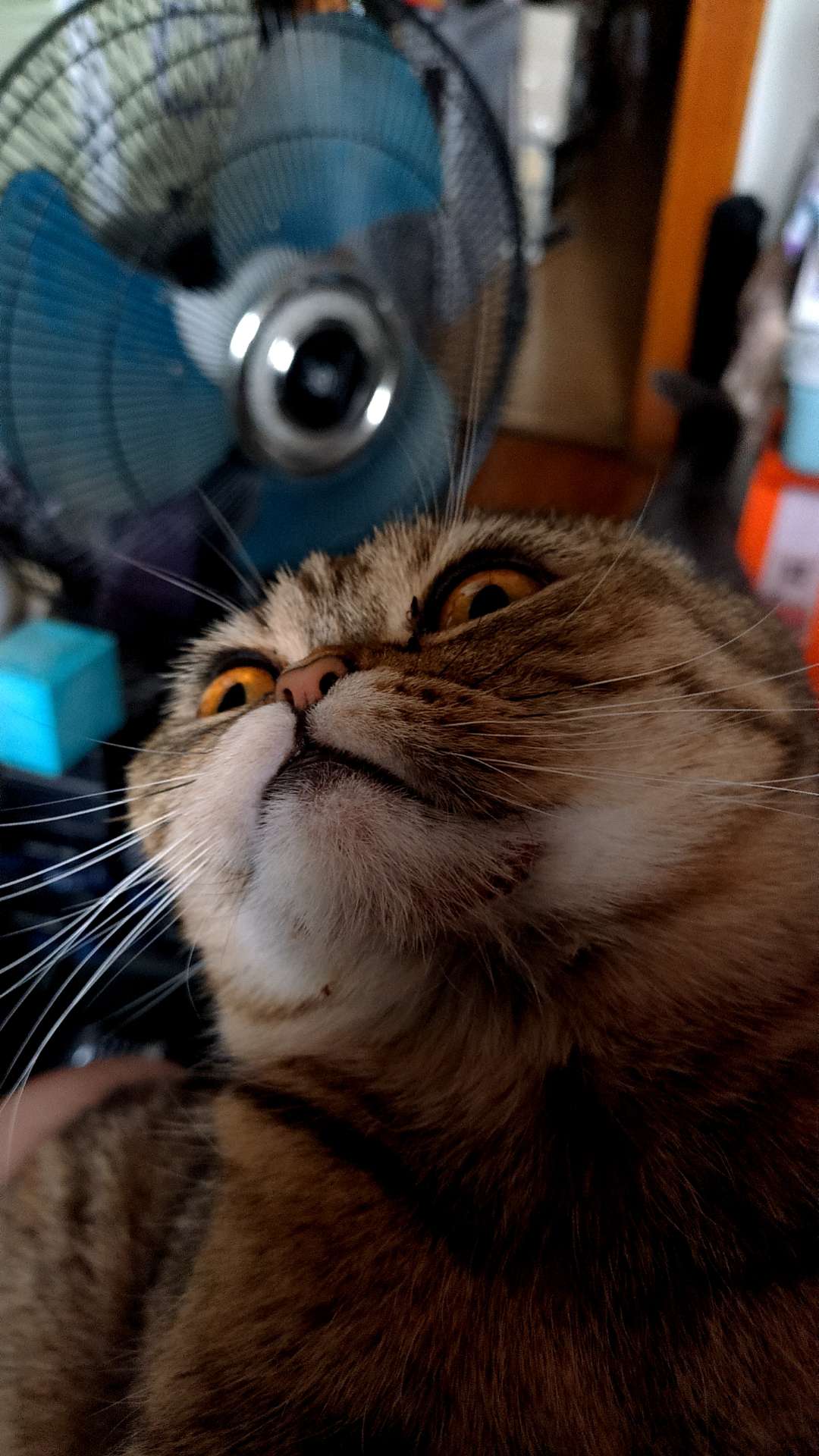 找搭子