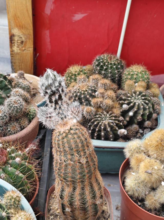 找搭子
