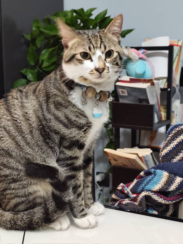 找搭子