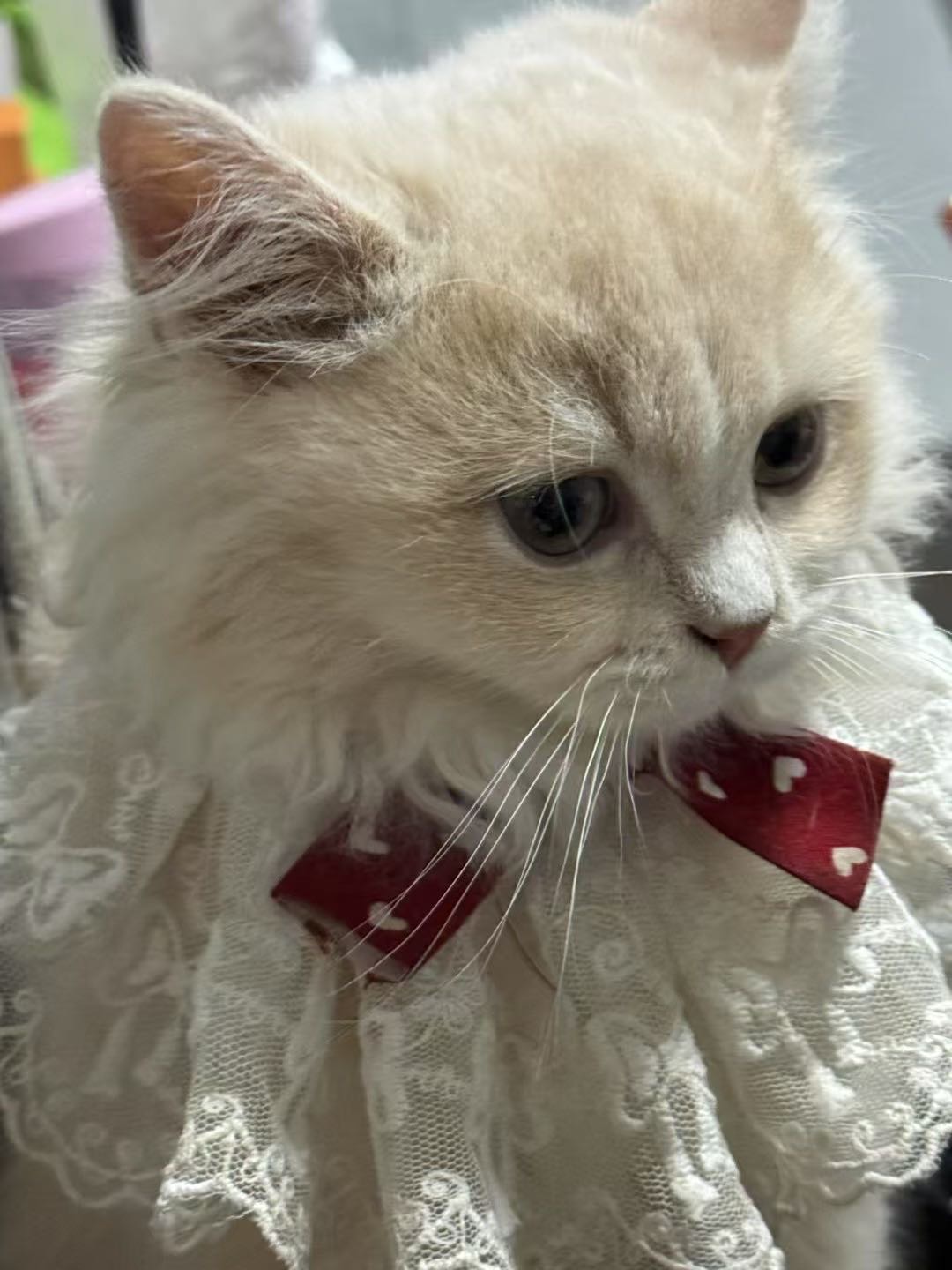 咕哇找搭子