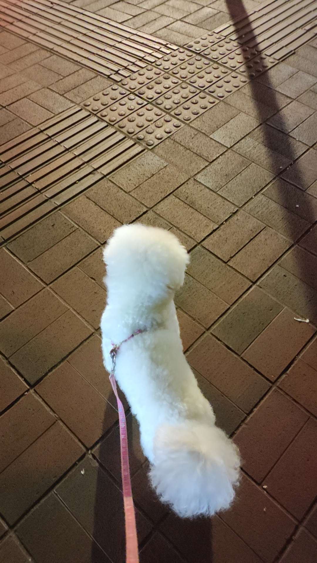 找搭子