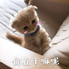 找搭子