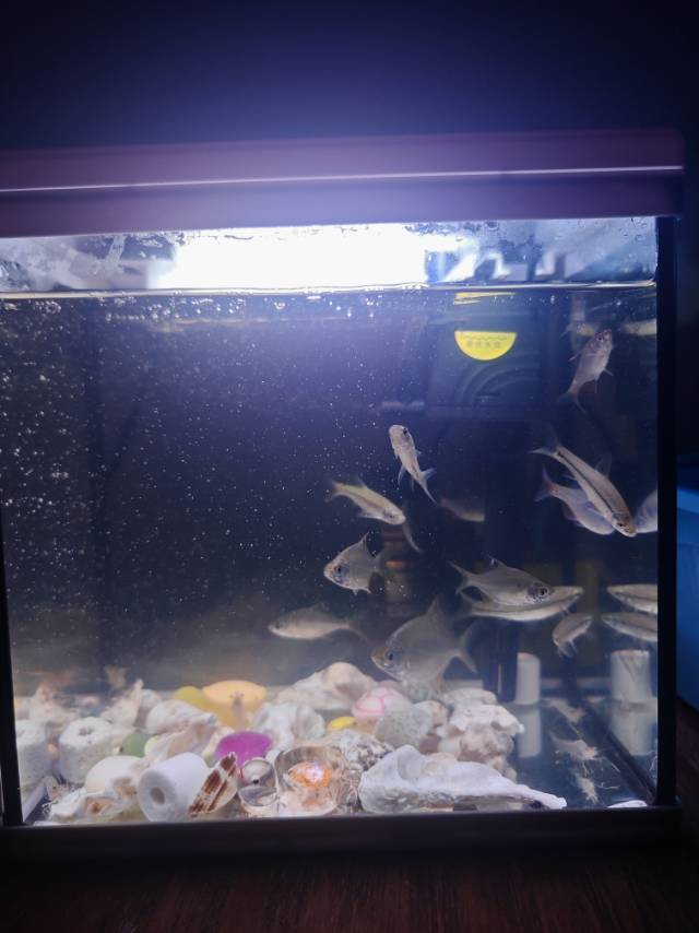 找搭子