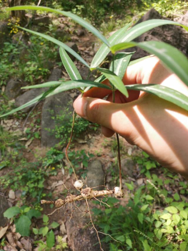 找搭子