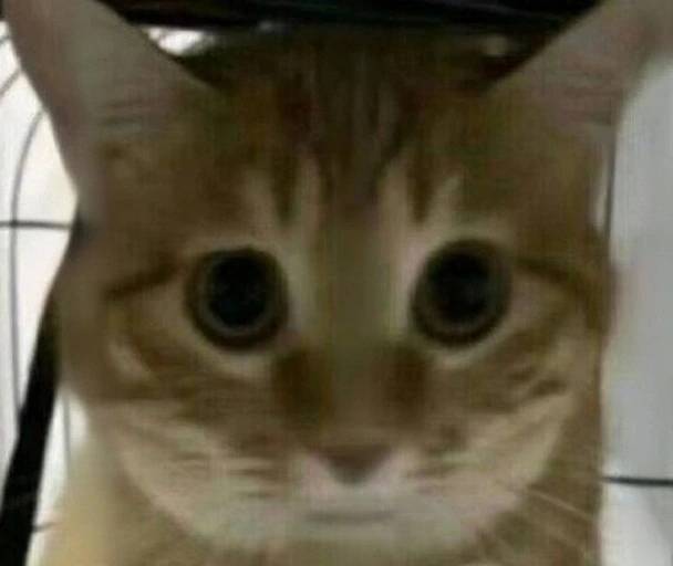 找搭子