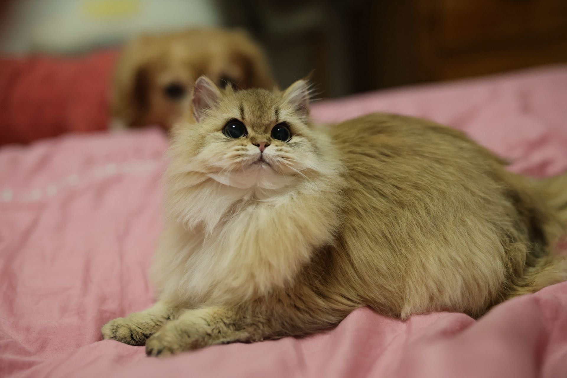 找搭子