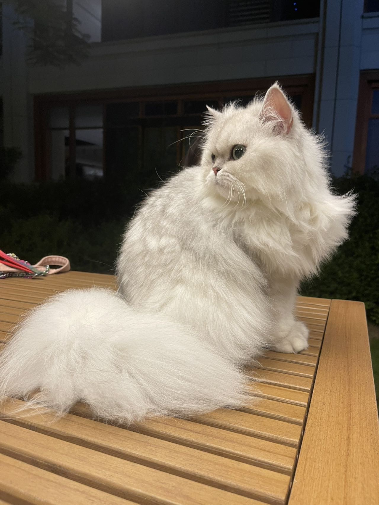 找搭子